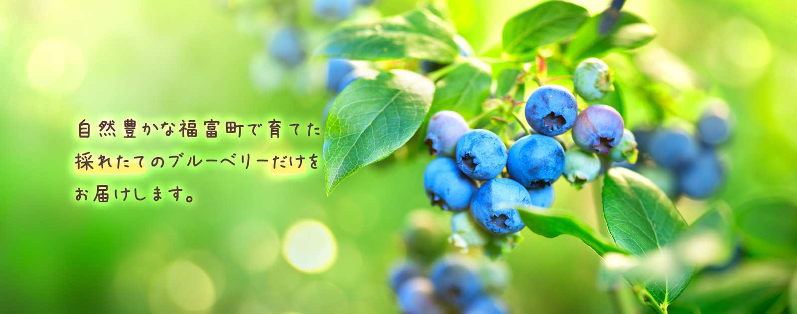 東広島市ブルーベリー農園【ふっこりーな】　採れたてのブルーベリーだけをお届けします。